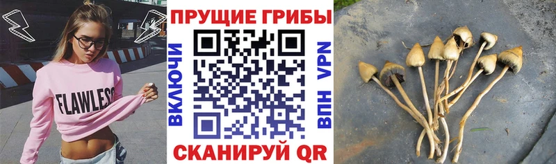 Галлюциногенные грибы прущие грибы  Отрадная 